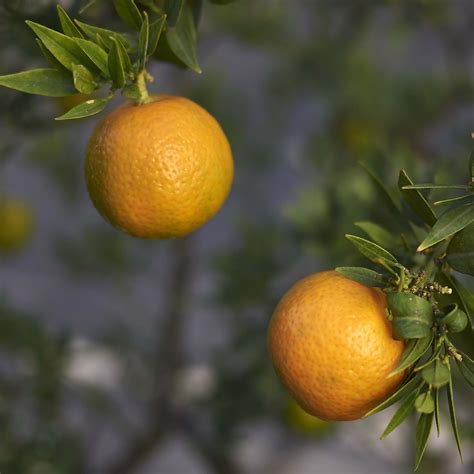 Citrus myrtifolia